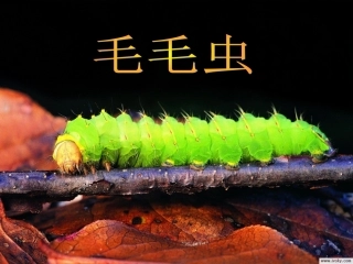 课件好饿的毛毛虫