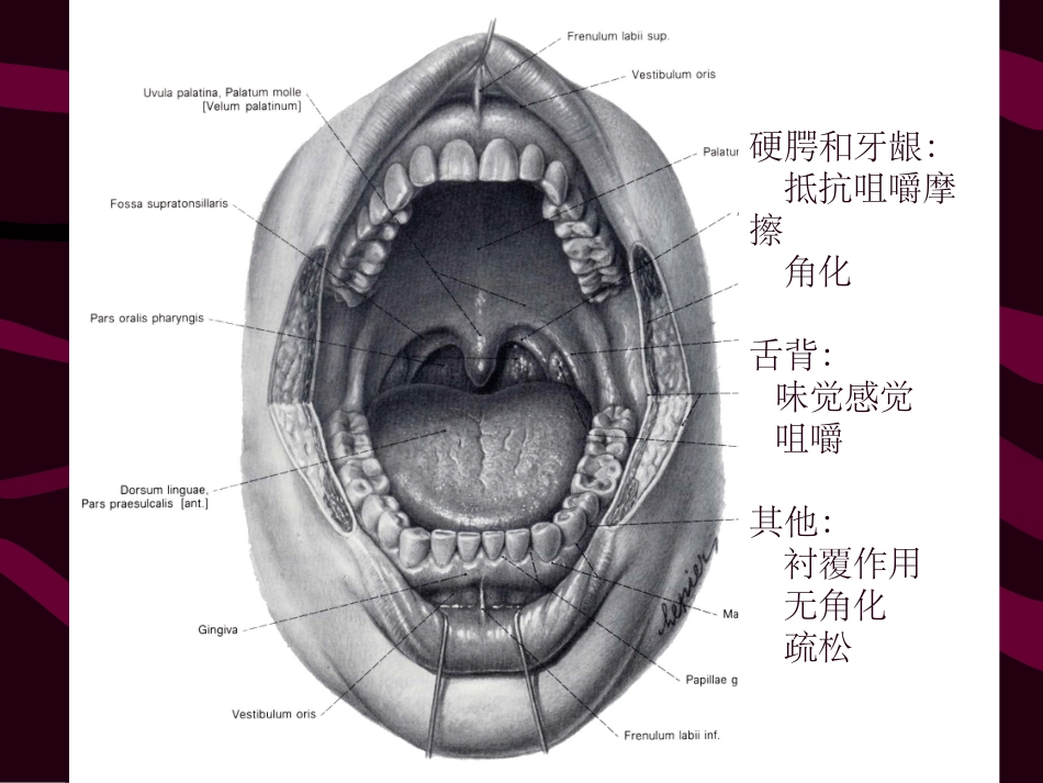 口腔黏膜课件课件_第2页