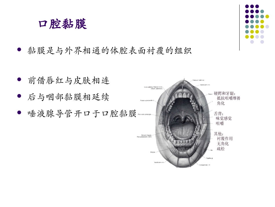 口腔组织病理学口腔黏膜_第2页