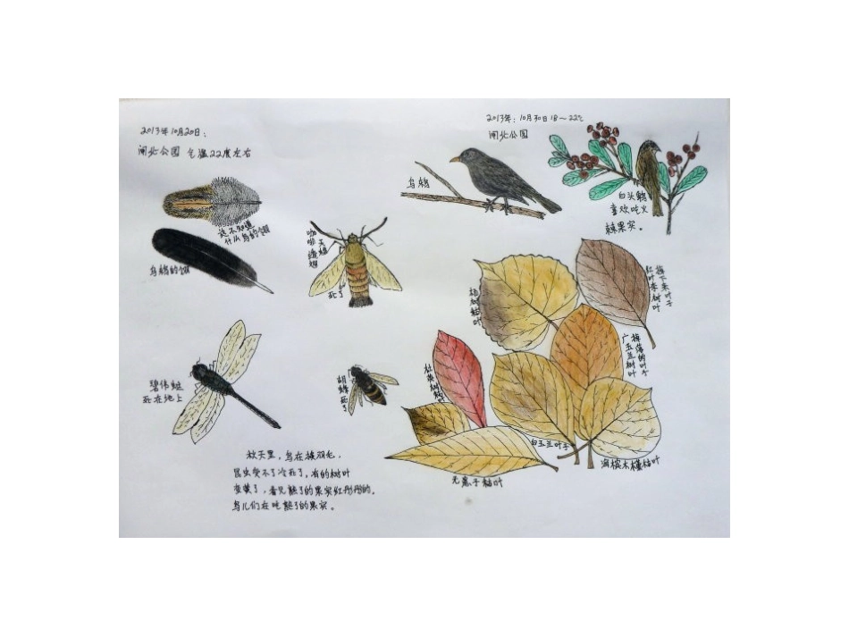 昆虫自然笔记_第1页