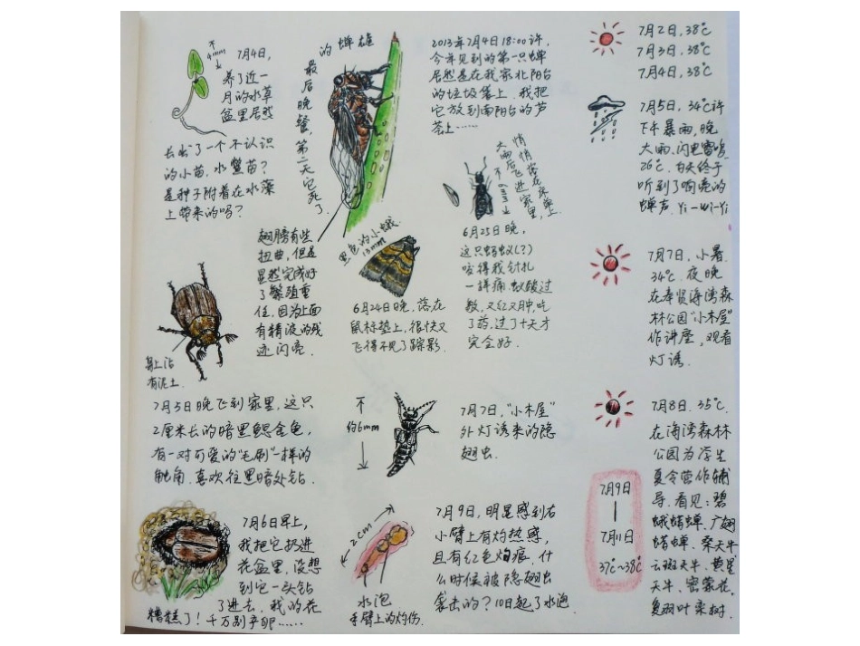 昆虫自然笔记_第3页