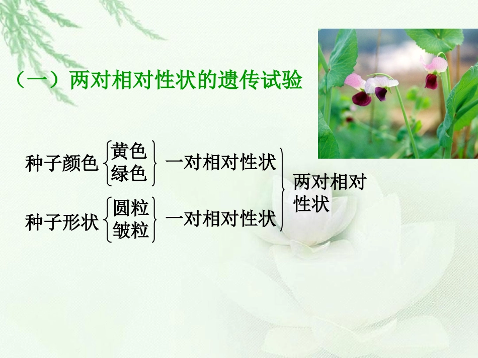 两对相对性状的杂交实验_第2页