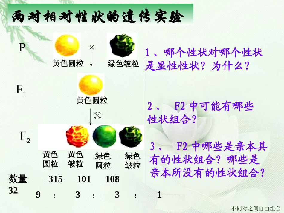 两对相对性状的杂交实验_第3页