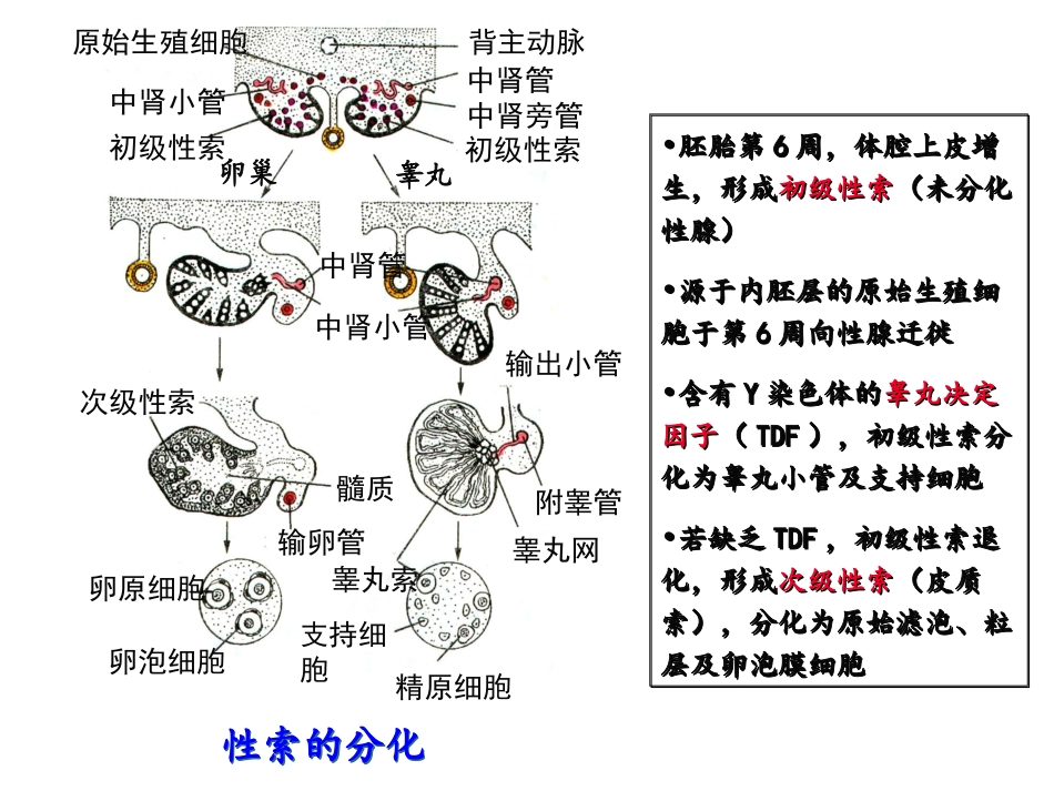 卵巢病理诊疗_第3页