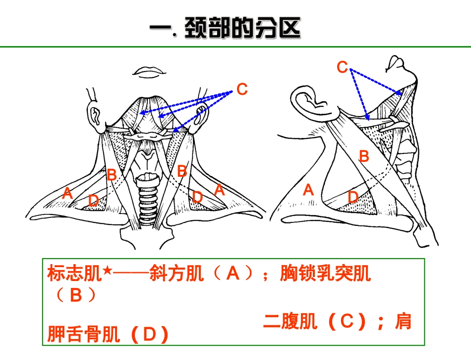 麻醉解剖学局部解剖学必备知识点颈部_第3页