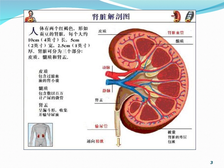 慢性肾小球肾炎_第3页