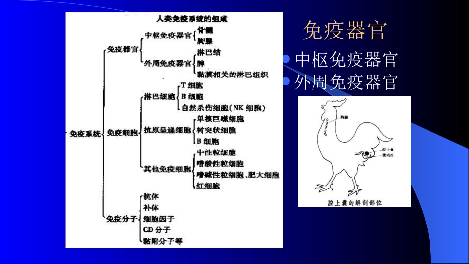 免疫系统概述_第2页