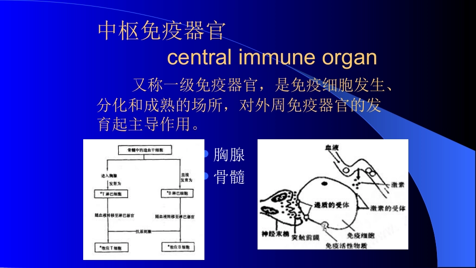 免疫系统概述_第3页