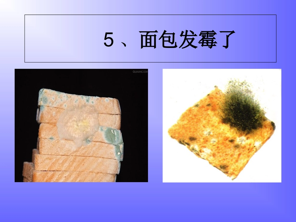 面包发霉了课件_第3页