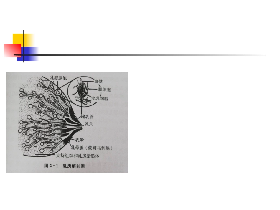 母乳喂养相关知识培训_第3页