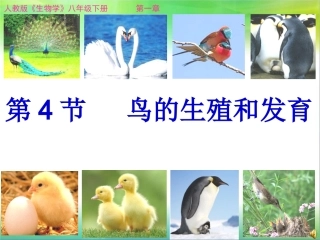 鸟的生殖和发育课件