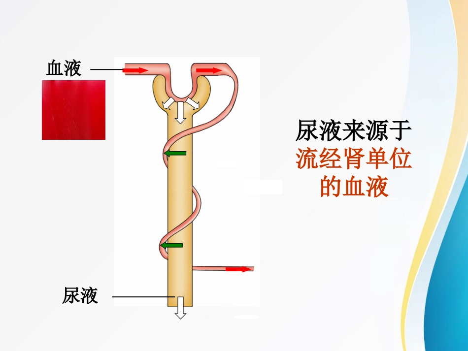 尿液的形成微课_第2页