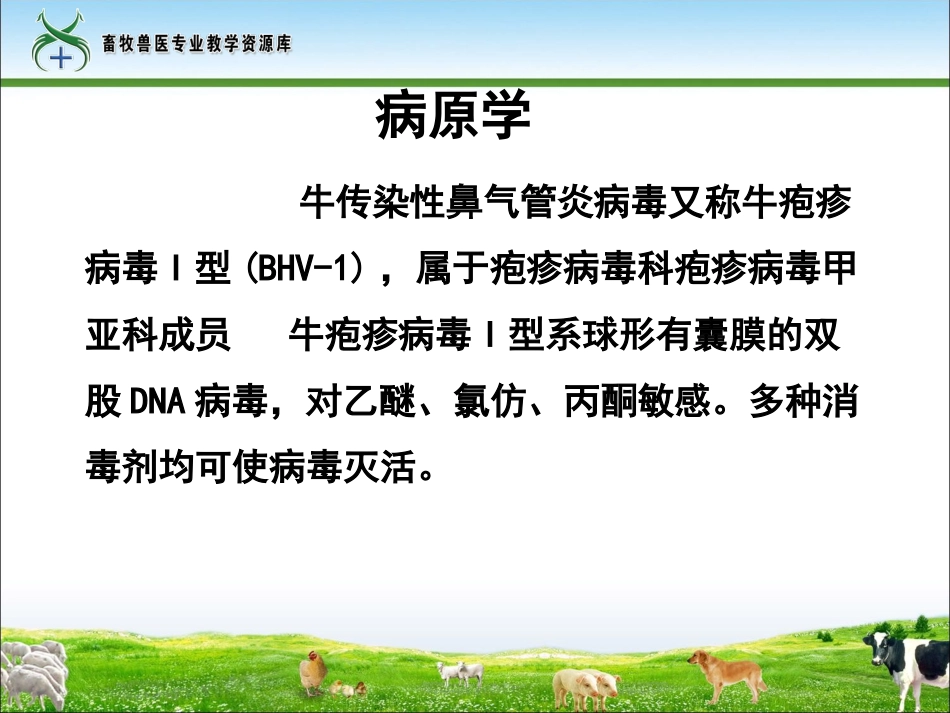 牛传染性鼻气管炎_第3页