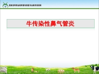 牛传染性鼻气管炎