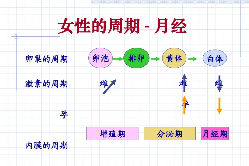 女性生殖内分泌基础_第3页