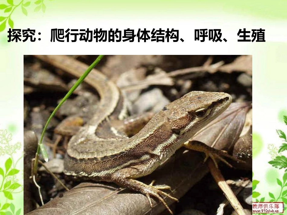 爬行动物课件_第3页