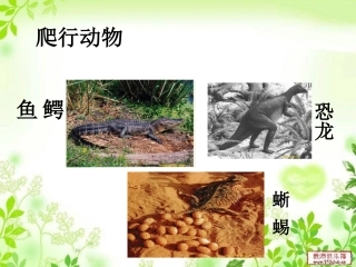 爬行动物课件