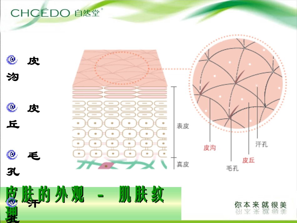 皮肤基础知识培训课件_第2页
