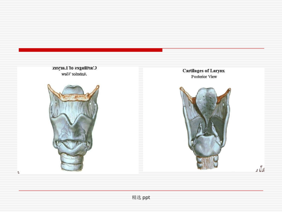 气管插管教学_第1页