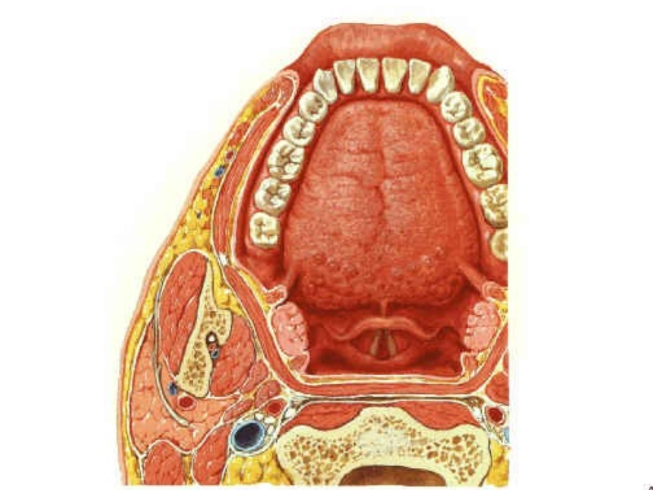 气管插管教学_第2页