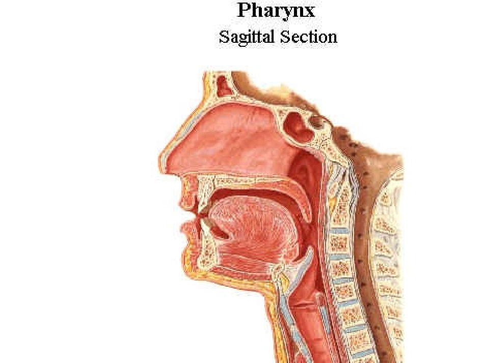 气管插管教学_第3页