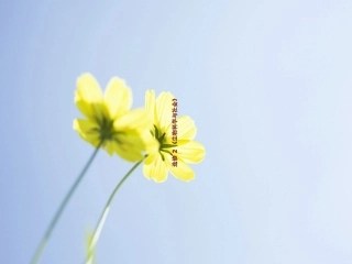 器官移植教学课件