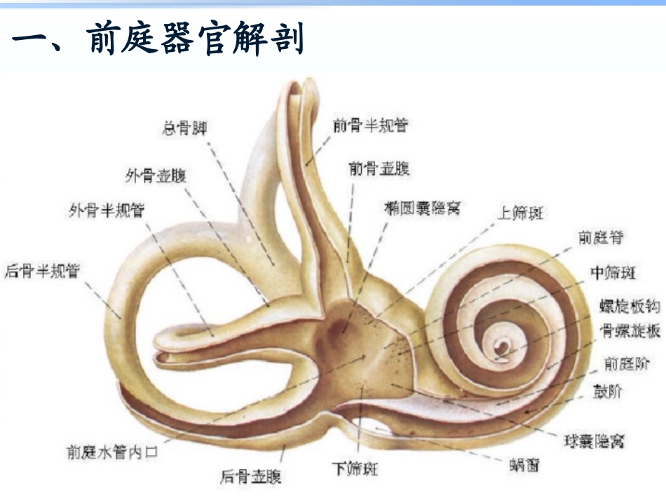 前庭眩晕评估与康复技术_第2页