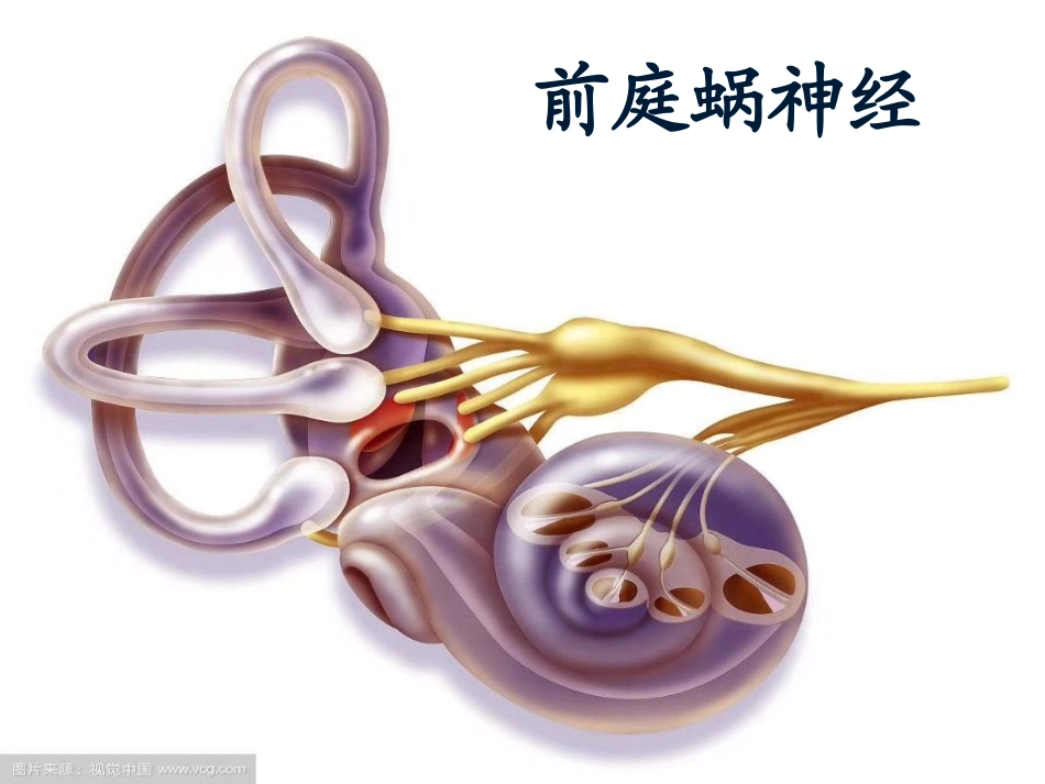 前庭眩晕评估与康复技术_第3页