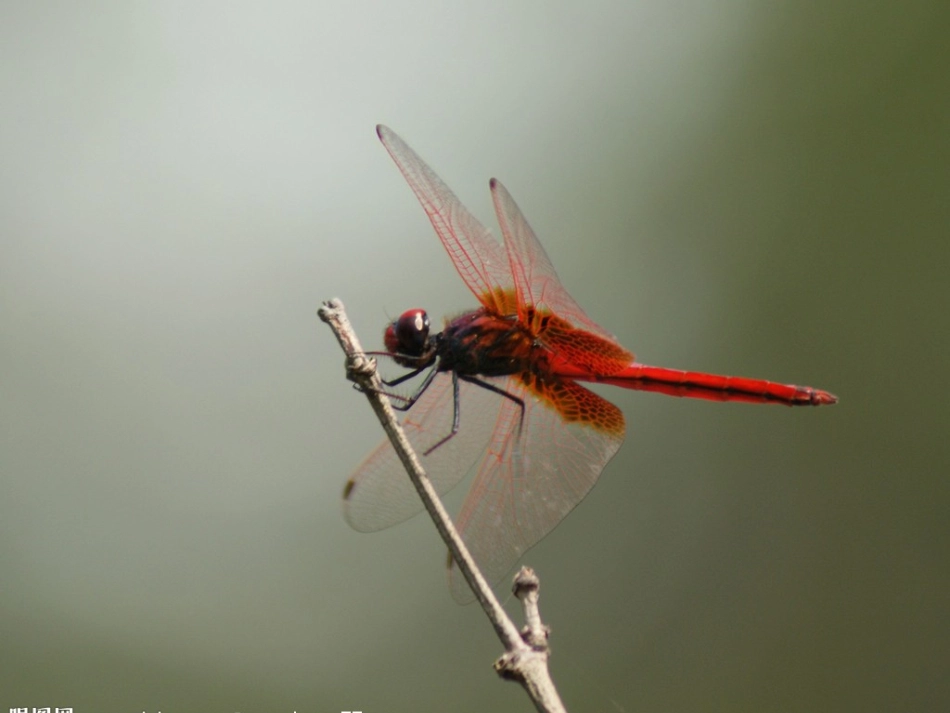 蜻蜓幼儿画课件_第2页