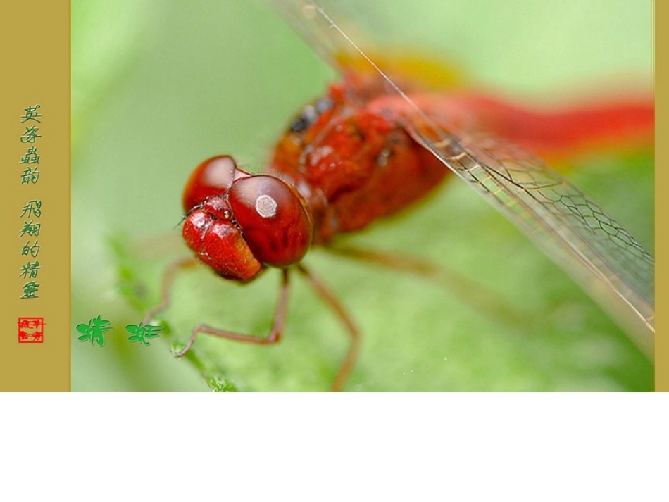 蜻蜓幼儿画课件_第3页