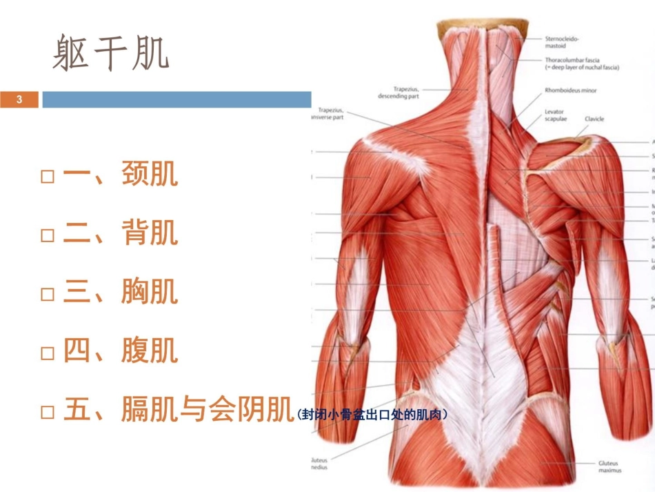 躯干肌运动解剖学课件_第3页