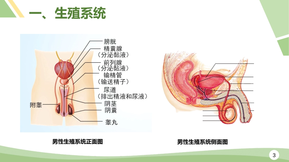 人的生殖精品课件经典版_第3页