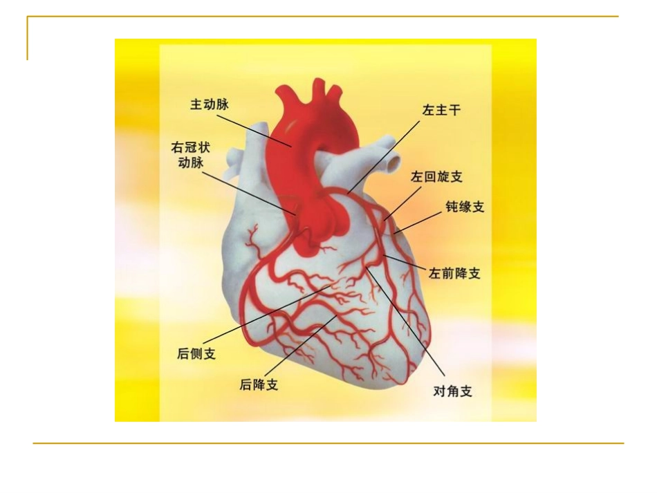 人体健康与疾病心脏课件_第3页