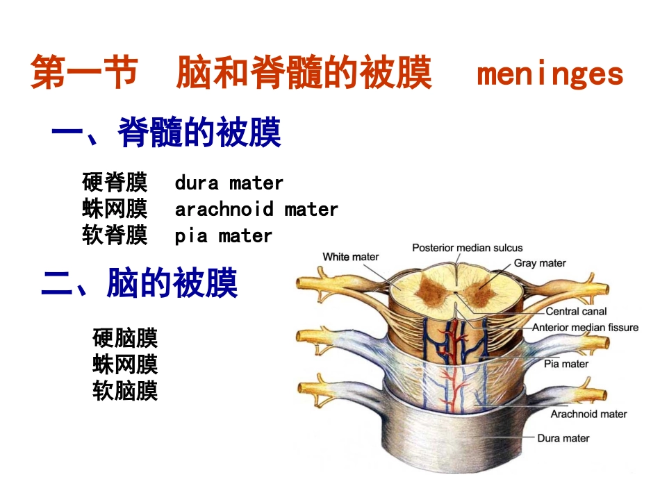 人体解剖脑和脊髓的被膜脑脊液_第1页