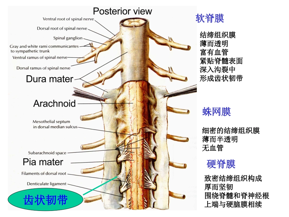 人体解剖脑和脊髓的被膜脑脊液_第2页