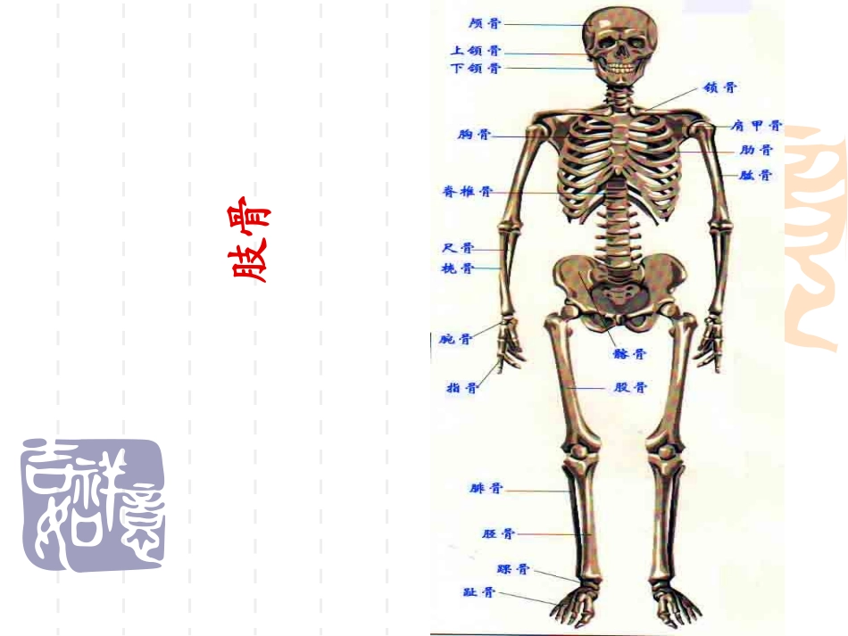 人体解剖生理学运动系统骨四肢骨_第1页