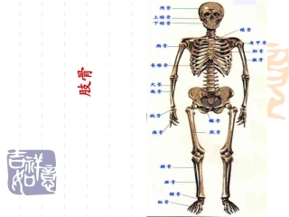 人体解剖生理学运动系统骨四肢骨