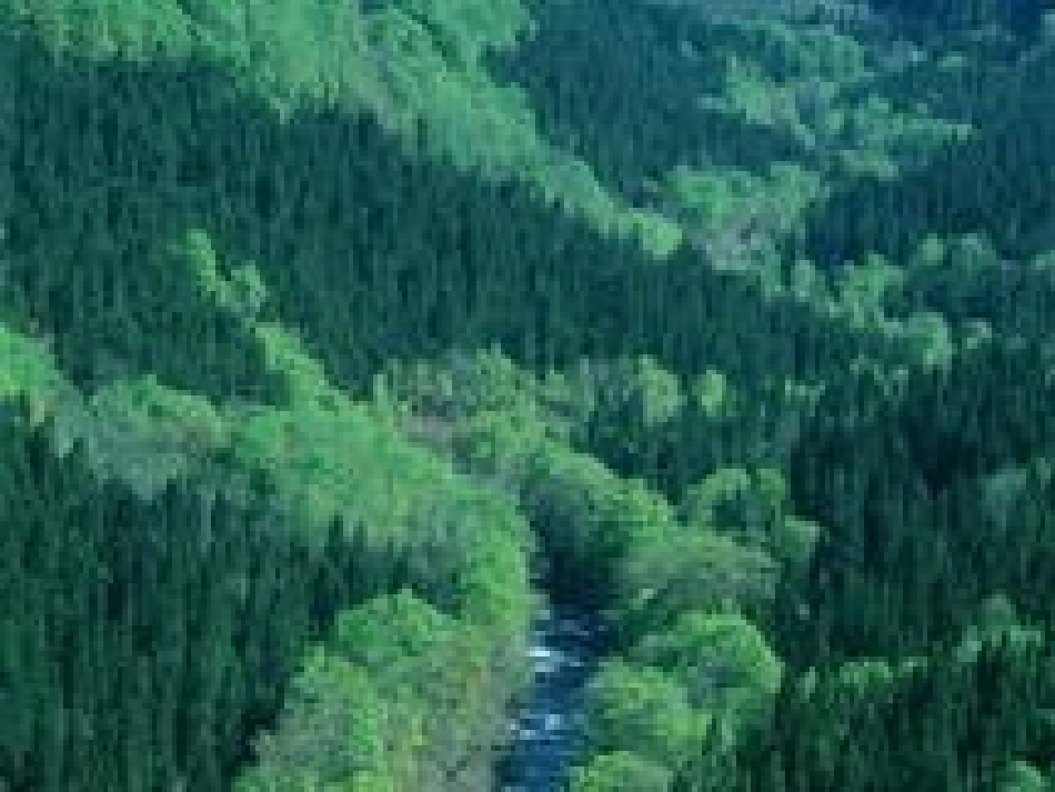 森林防火安全教育_第2页