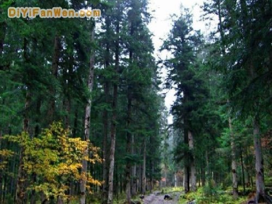 森林防火安全教育_第3页