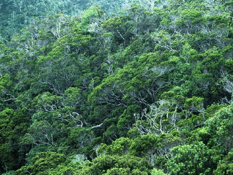 森林防火最新课件_第2页