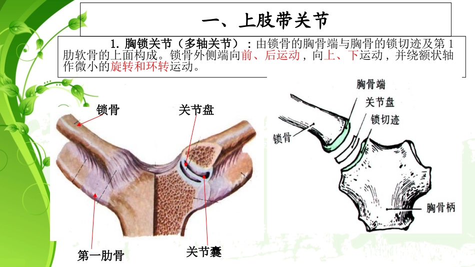 上肢关节及分类_第3页