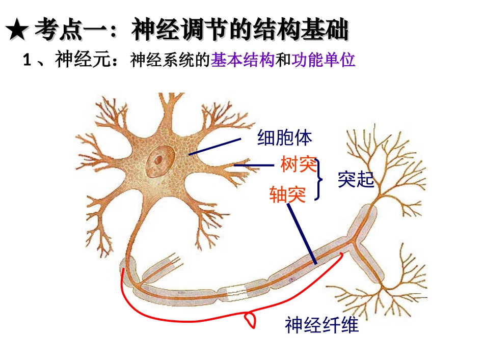 神经调节复习课件_第2页