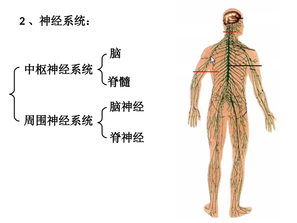 神经调节复习课件_第3页