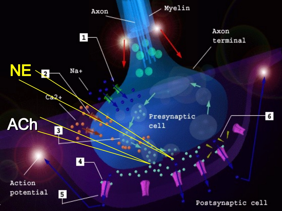 神经生物学课件氨基酸类神经递质_第3页