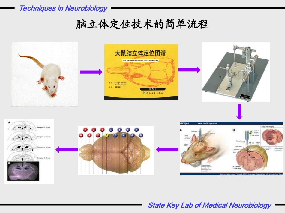神经生物学实验_第3页