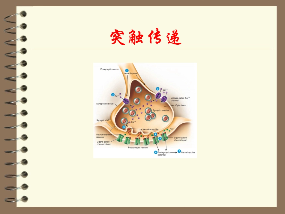 神经生物学突触传递_第1页