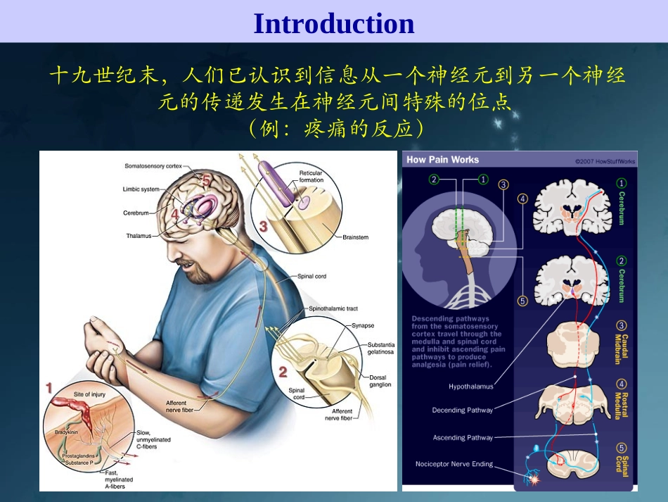 神经生物学突触传递_第3页