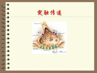 神经生物学突触传递