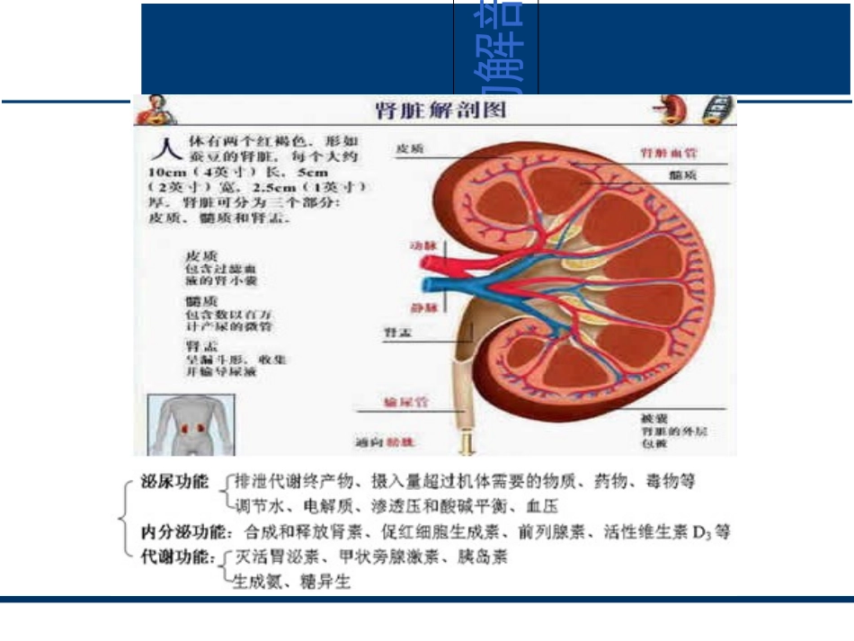 肾功能检查优质课件_第3页
