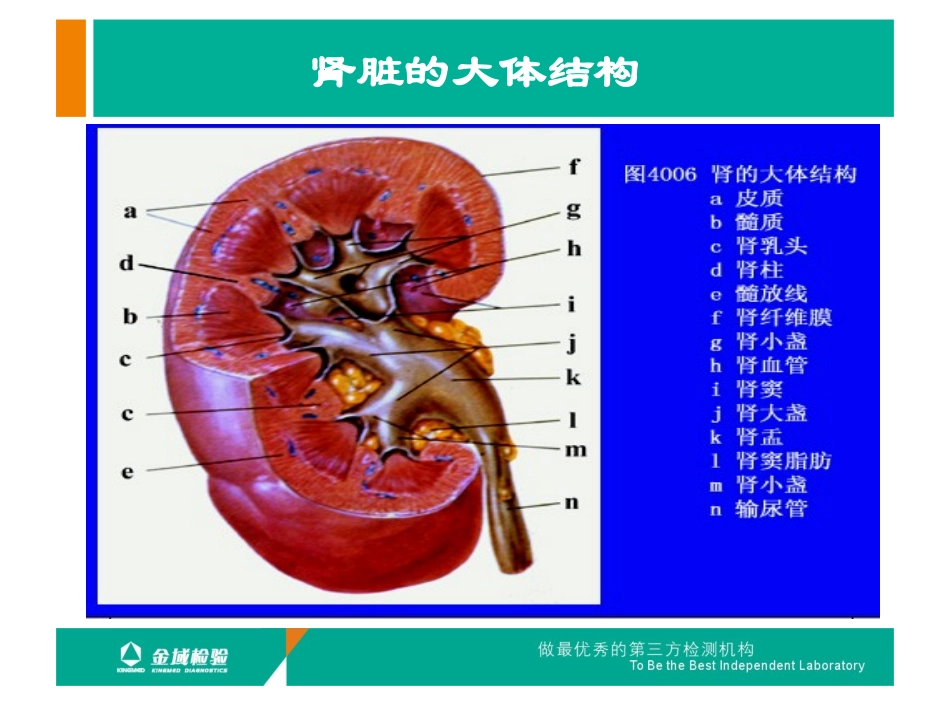 肾活检病理检查及肾脏病理基础知识优质课件_第3页
